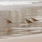 USA CA Pismo Beach Whimbrels Art Print